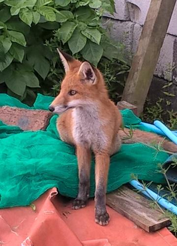 A fox exploring the East Side of the allotment