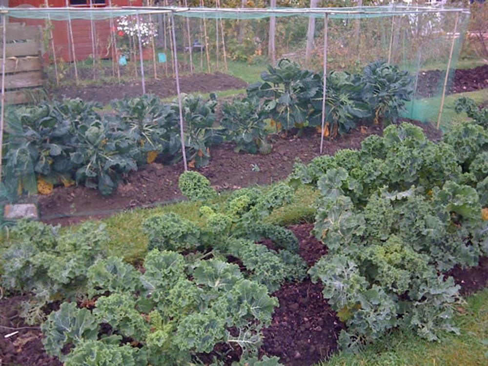 An allotment plot with raised beds