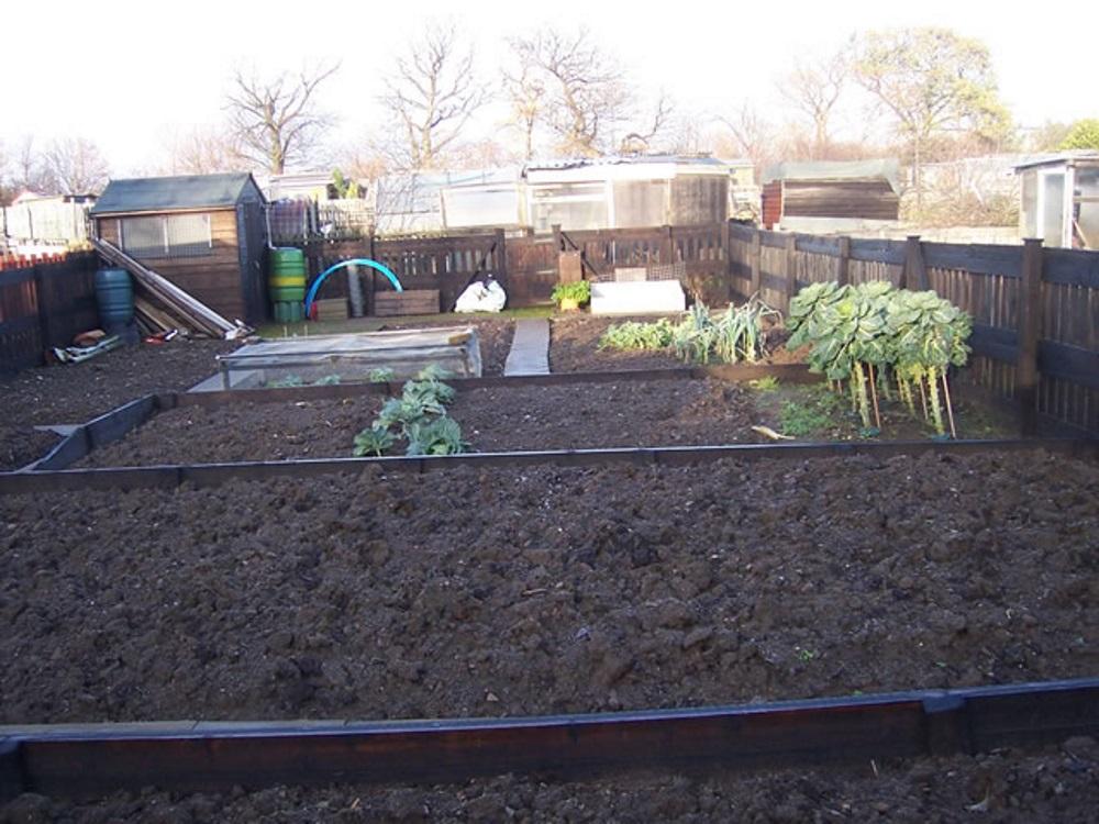 A productive allotment plot in full growth