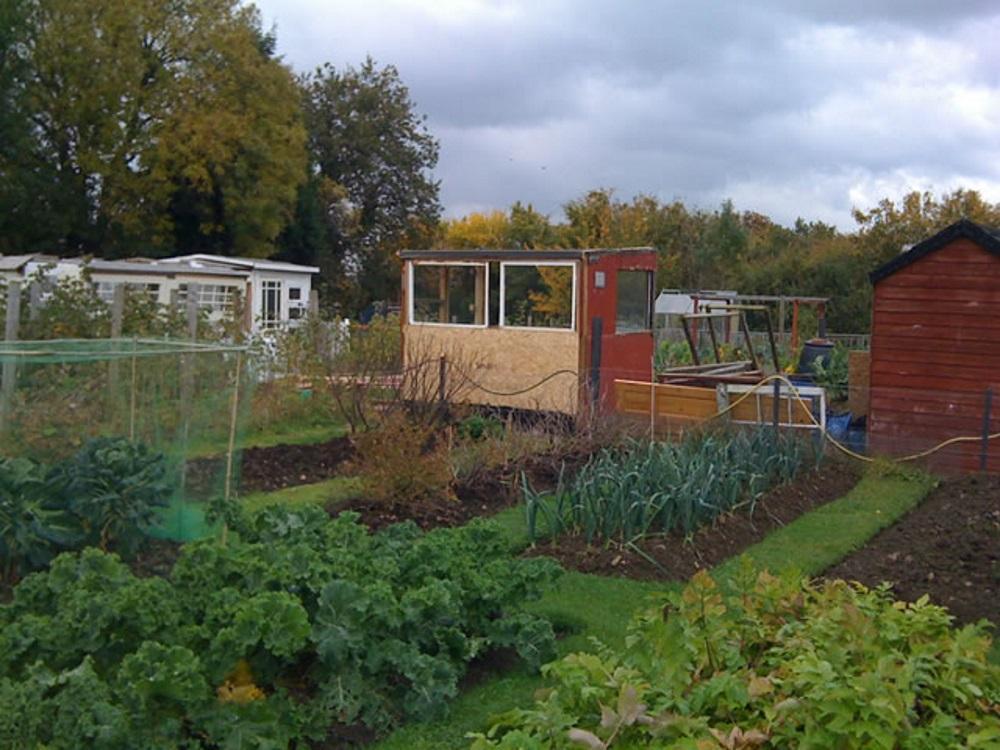 Vegetable beds growing on the allotment